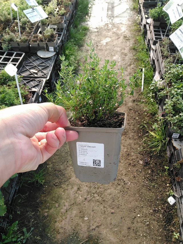 Tymián obecný - 19. 8. 2025