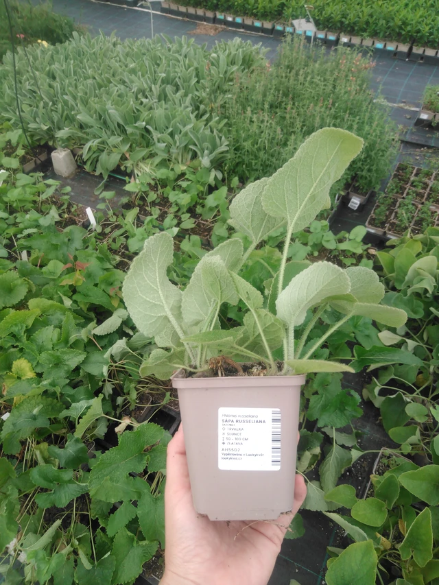 Lyhtykoiso Russeliana - 2024