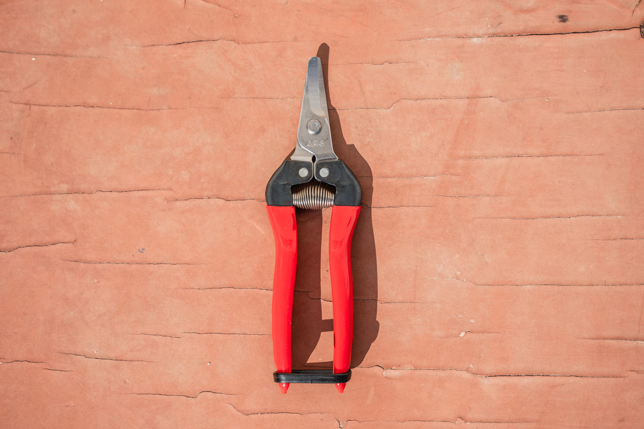 Floristické nůžky na sklizeň, Loukykvět