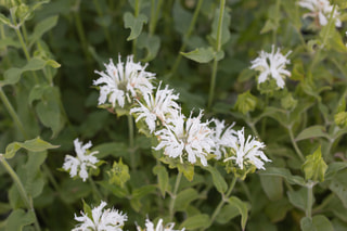 Monarda Schneewittchen, Loukykvět