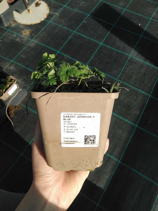 Gólyaorr Johnson ́s Blue - 7. 4. 2026