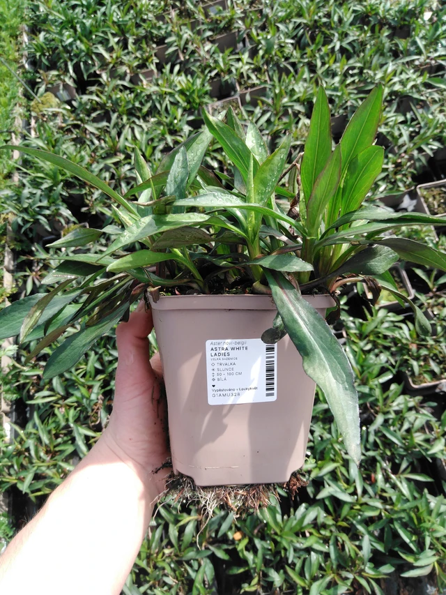 Astra White Ladies - 2024