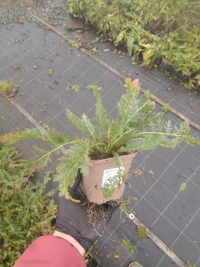 Řebříček Alabaster - 23. 10. 2025