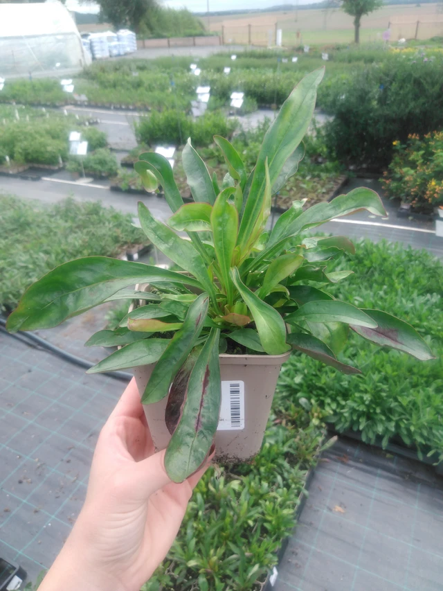 Flor de dragón Twizzle Scarlet - 2024