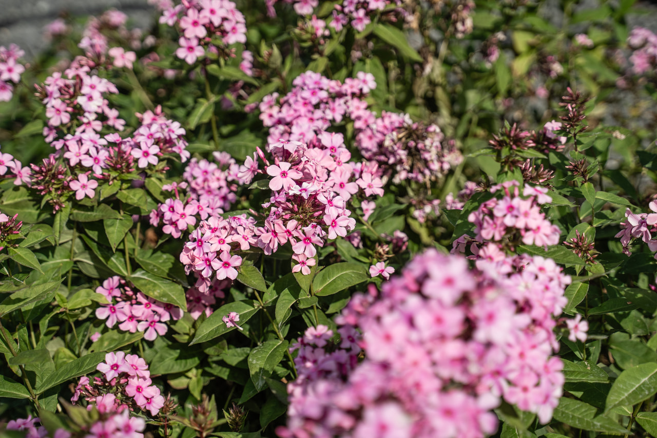 Lángvirág Sweet Summer Melody, Loukykvět