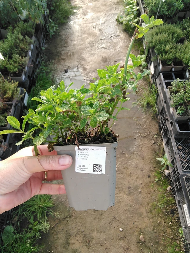 Marocká máta - 19. 8. 2025