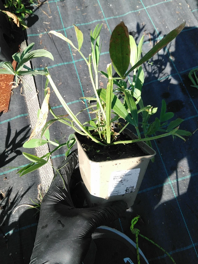 Hajuherne Pearl Mixture - 19. 8. 2025