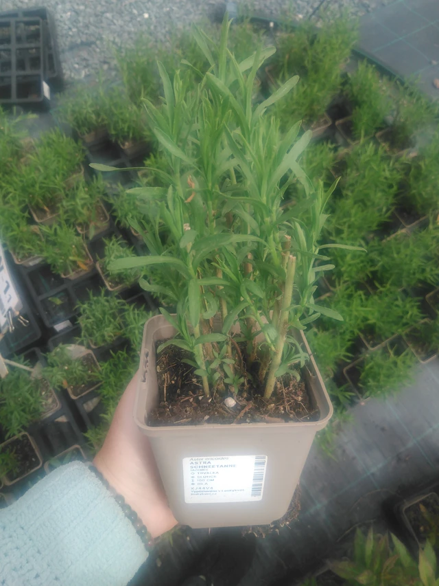 Aster Schneetanne - 2024