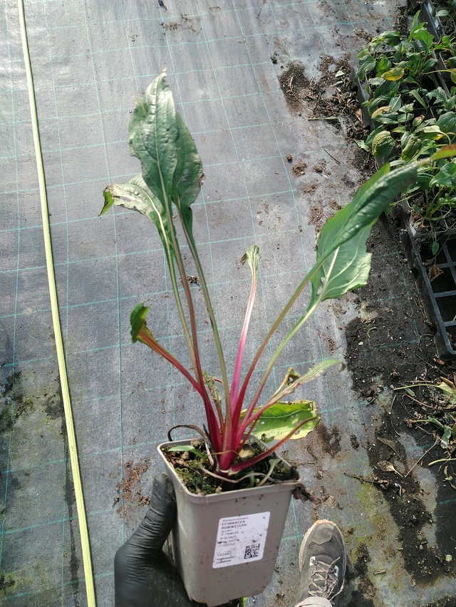 Echinacea Rubinstern - 31. 10. 2025