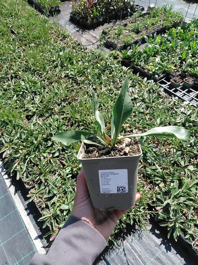 Statice Robert Butler - 13. 5. 2025