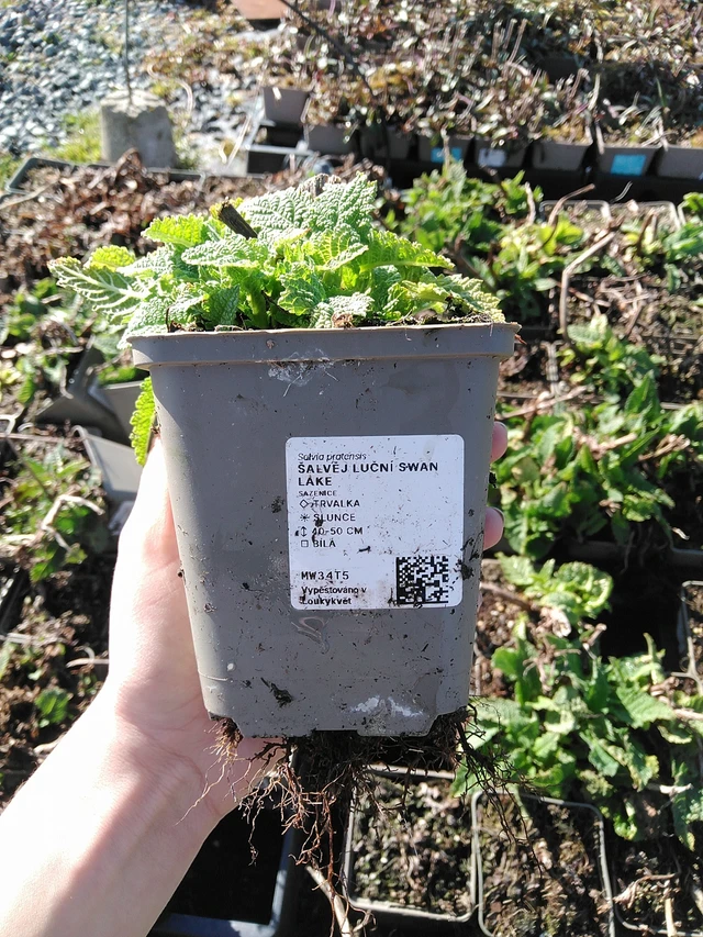 Mezei zsálya Swan Lake - 7. 4. 2026