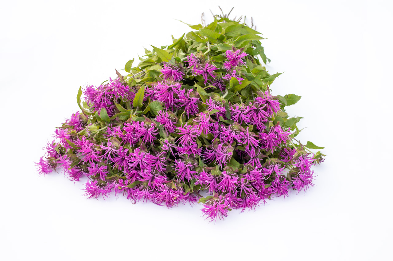 Monarda Pink Suprême, Loukykvět