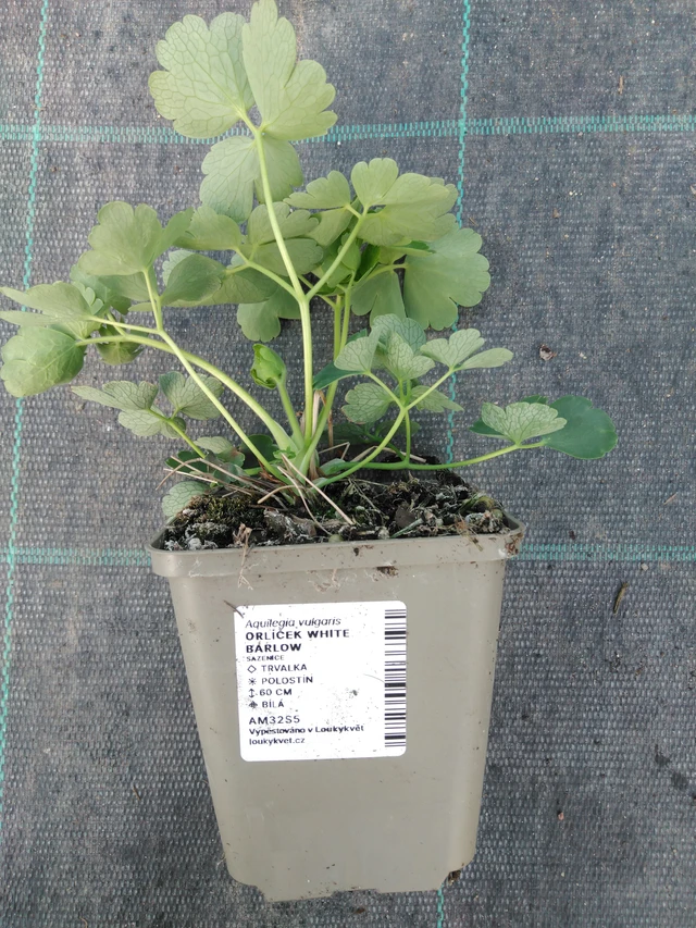 Orlíček White Barlow - 3. 4. 2025