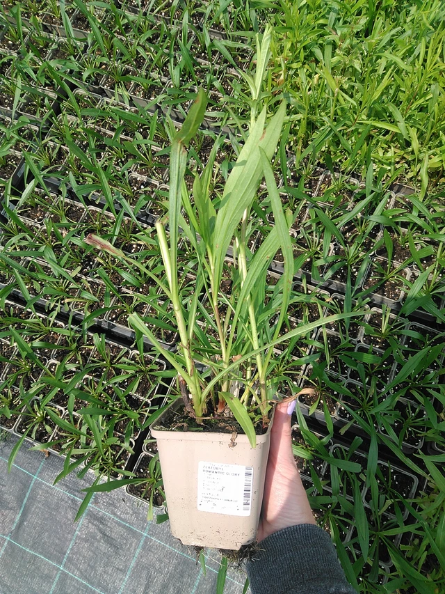 Vara de oro Romantic Glory - 9. 6. 2025