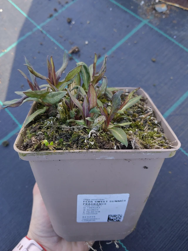 Lángvirág Sweet Summer Fragrance - 27. 3. 2026