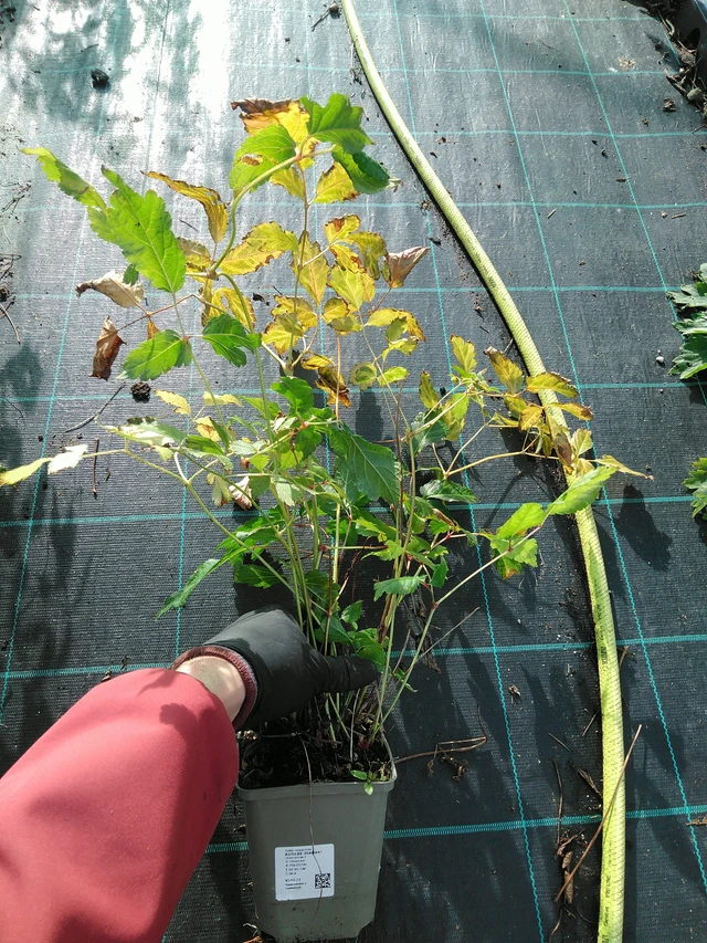 Astilbe Diamant - 31. 10. 2025