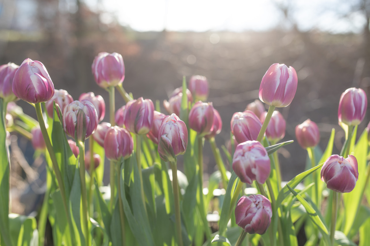 Tulipán Joser, Loukykvět