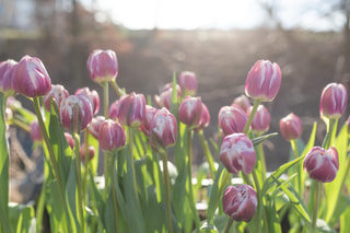 Tulipán Joser, Loukykvět