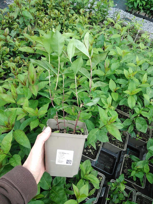 Flox Winnetou - 9. 6. 2025