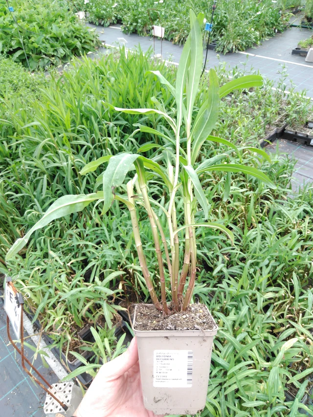 Boltonia Snowbank - 2024