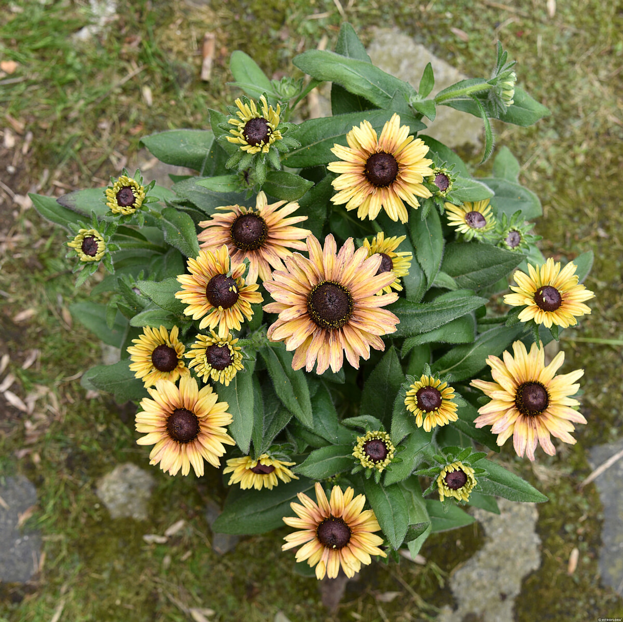 Rudbékie Flamenco Vanilla, Loukykvět