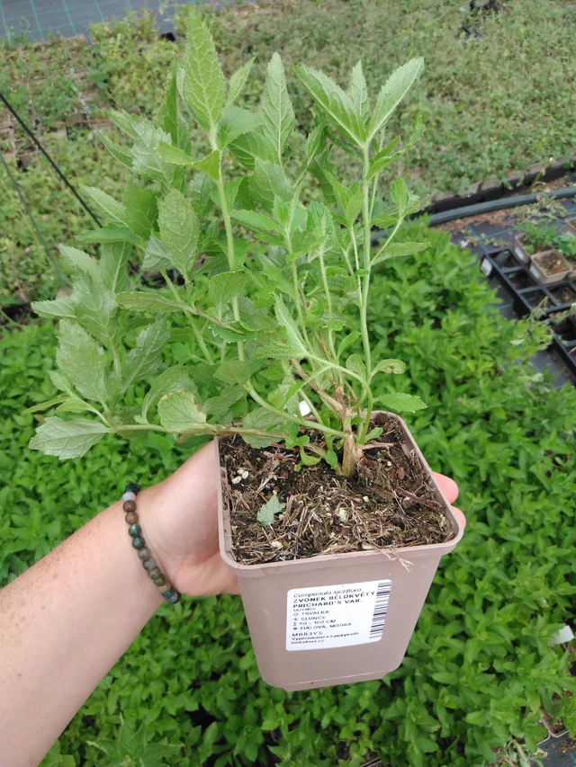 Kellokukka Prichard's Var. - 2024