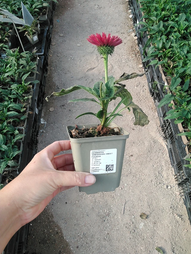 Punahattu SunSeekers Sweet Fuchsia - 19. 8. 2025