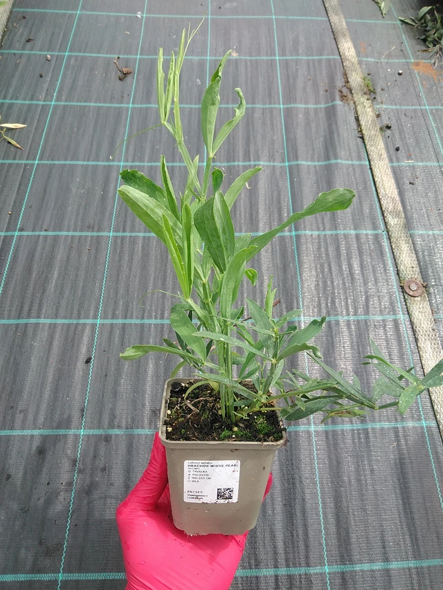 Hajuherne White Pearl - 29. 7. 2025