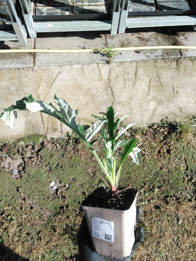 Pallo-ohdake banátský Blue Glow - 19. 8. 2025