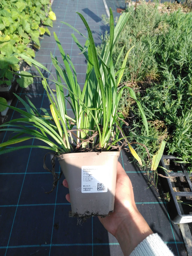 Ruusukaunokki Kobold Strain - 11. 9. 2025