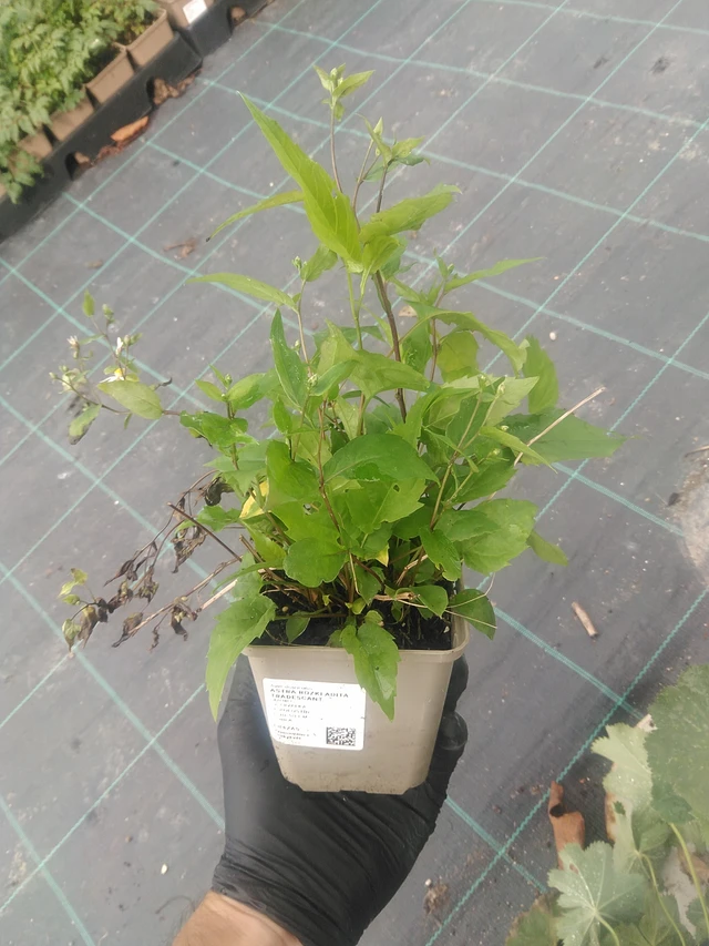 Astra rozkladitá Tradescant - 10. 9. 2025