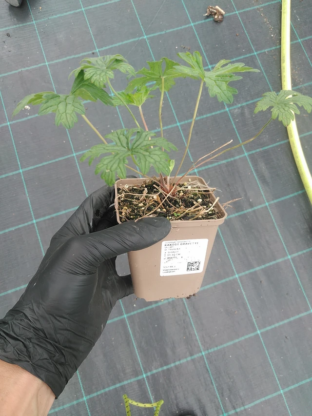 Kurjenpolvi Gravetye - 31. 7. 2025