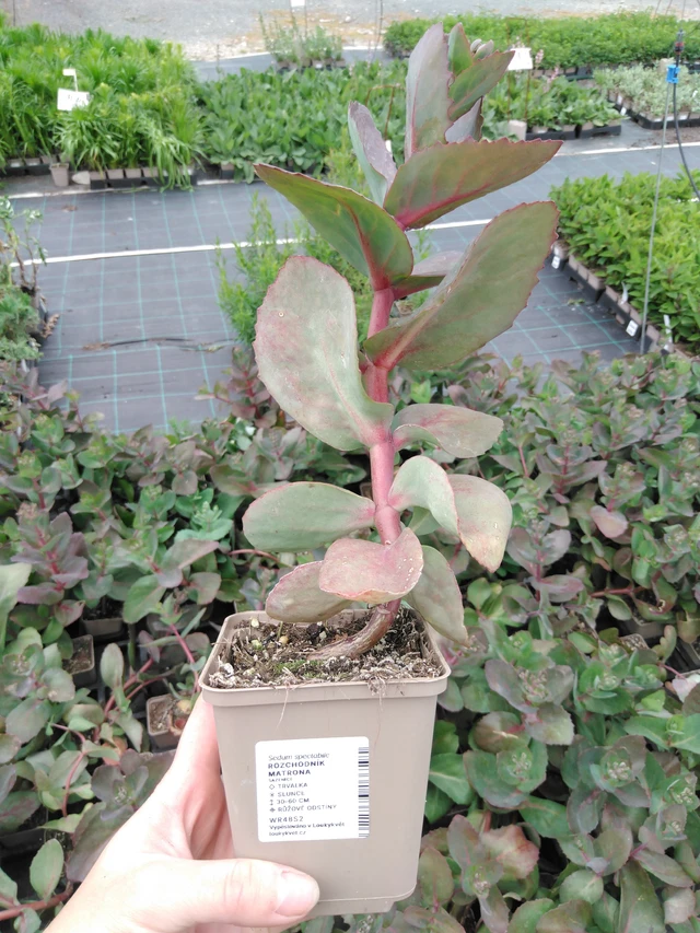 Maksaruoho Matrona - 2024