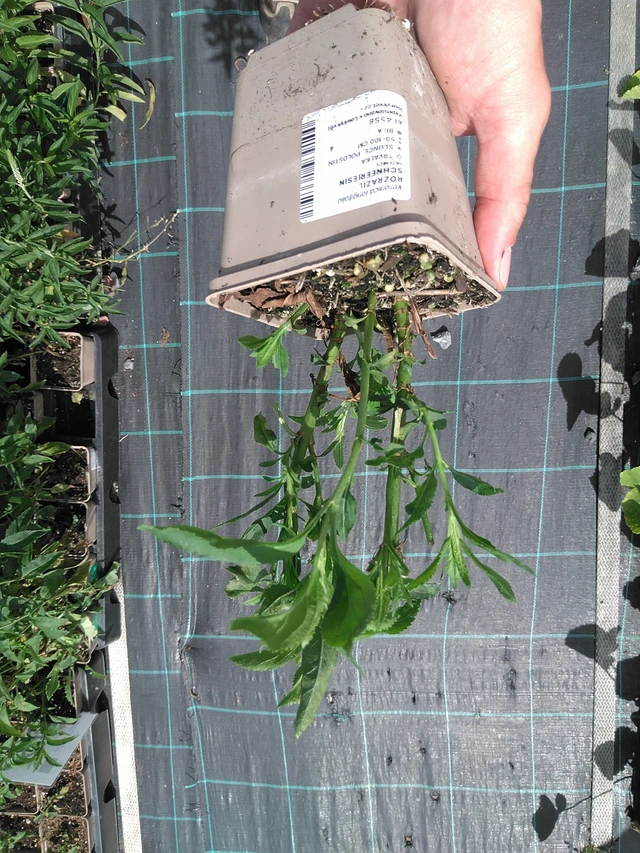 Verónica Schneeriesin - 24. 6. 2025