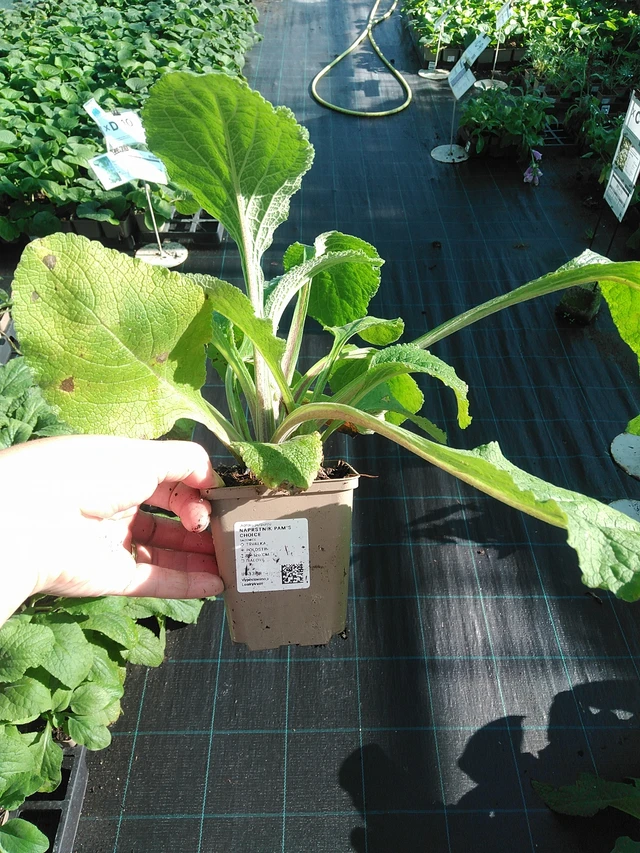 Dedalera Pam’s Choice - 19. 8. 2025