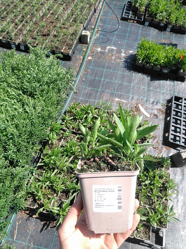 Řetězovka Vivid - 13. 5. 2025