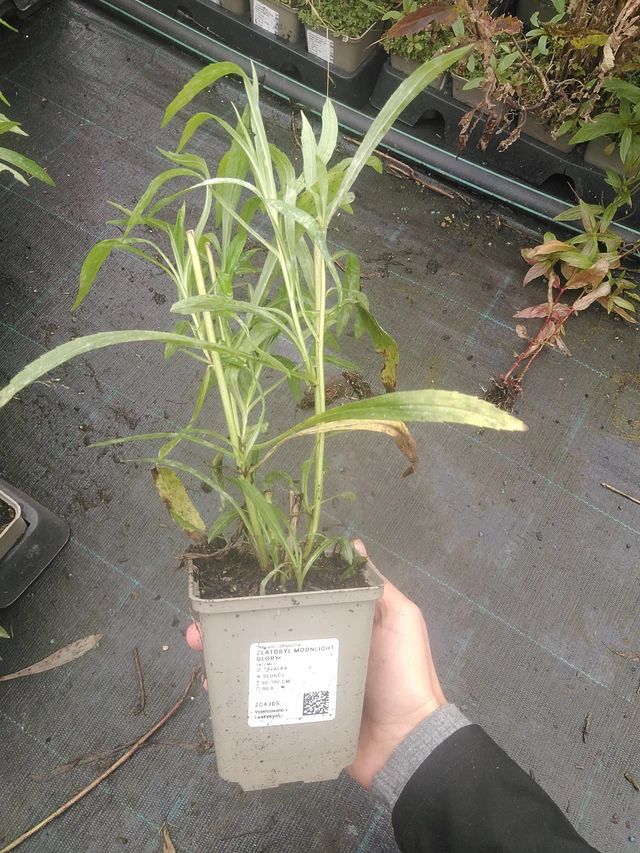 Zlatobýl Moonlight Glory - 10. 10. 2025