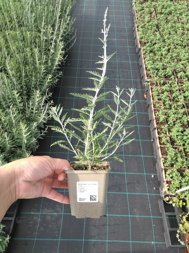 Pensaskanerva Blue Spire - 11. 7. 2025