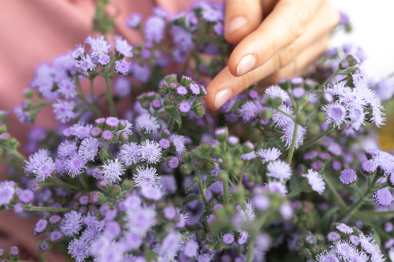 Nestařec QIS Bouquet Blue, Loukykvět