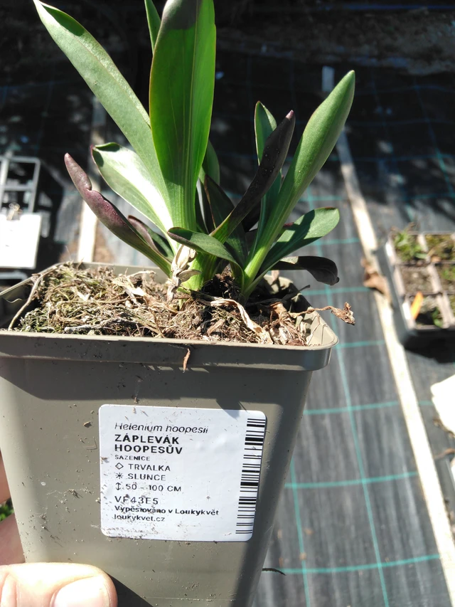 Helenium hoopesii - 3. 4. 2025
