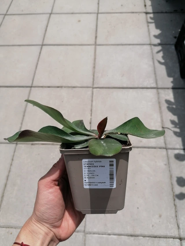 Statice Tennessee Pink - 2024