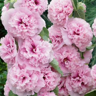 Topolovka Chaters Rosa, Loukykvět