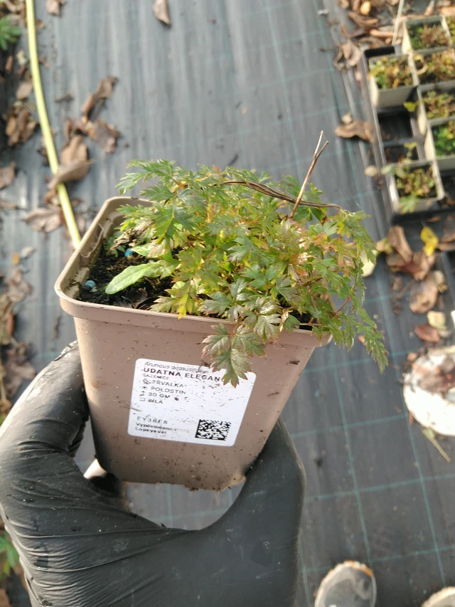 Udatna Elegance - 31. 10. 2025