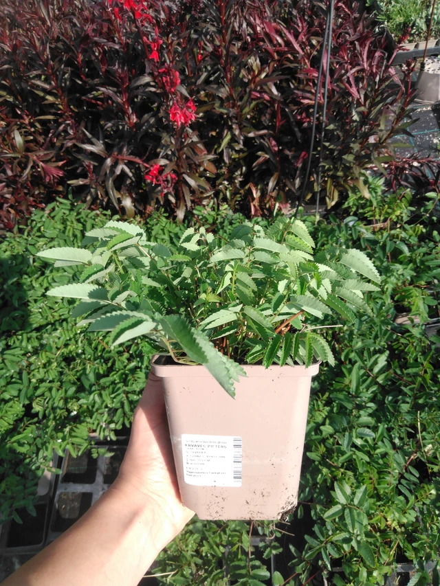 Veriruusuke Pieters - 2024