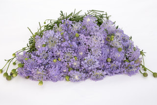 Didiscus Lavender Blue, Loukykvět