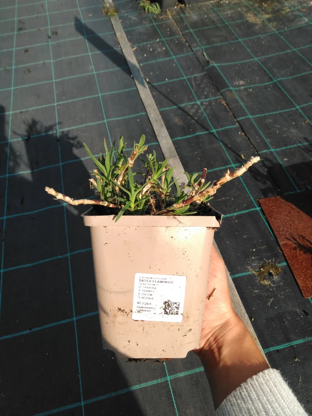 Baby's Breath Flamingo - 11. 9. 2025