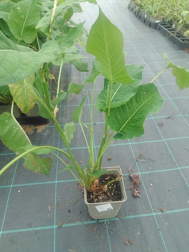 Knotweed Fat Domino - 10. 9. 2025