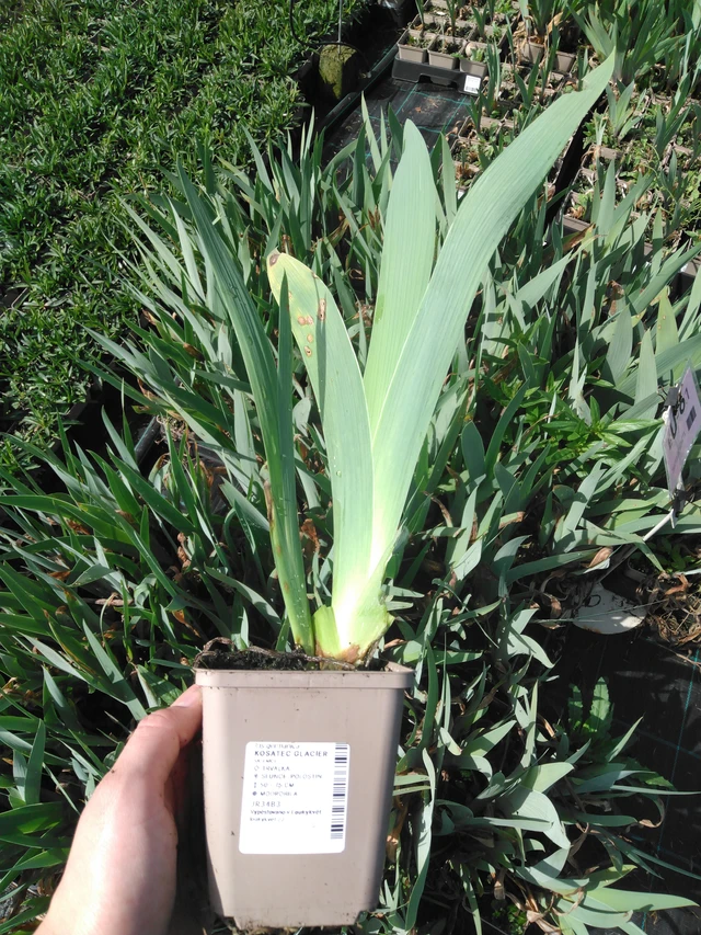 Kurjenmiekka Glacier - 2024