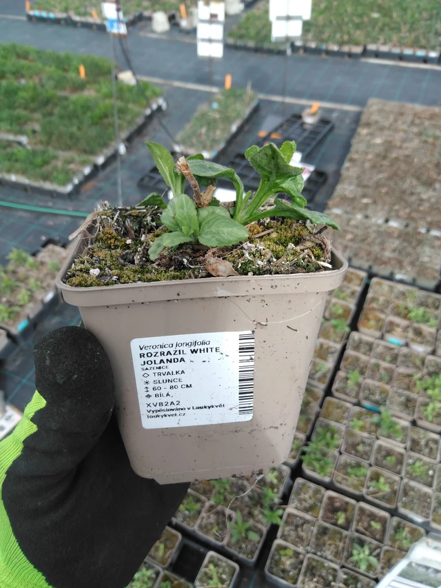 Verónica White Jolanda - 8. 4. 2025