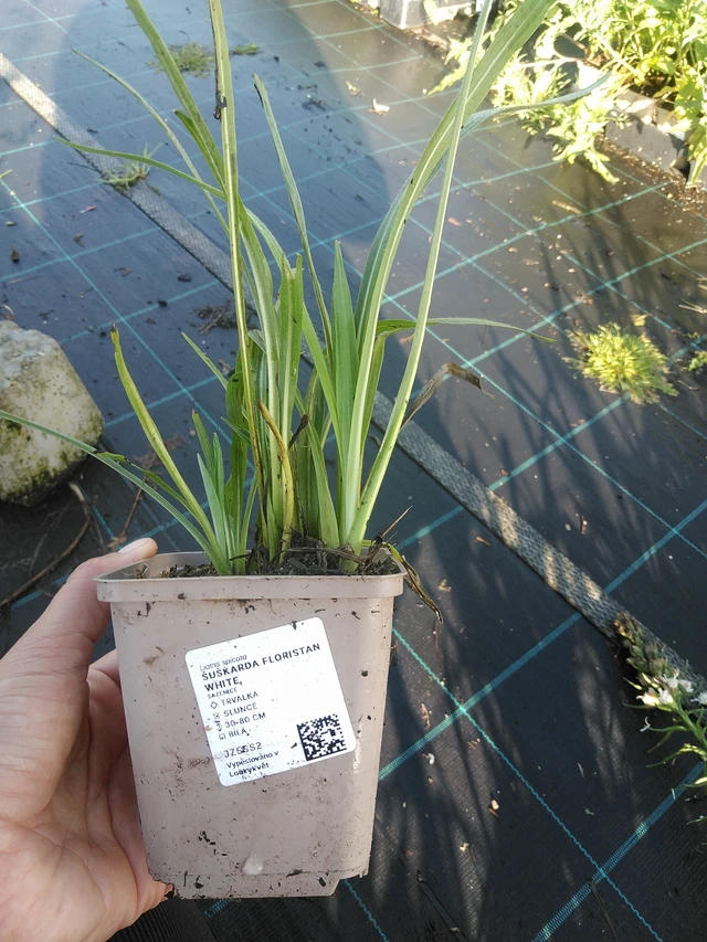 Liatris Floristan White - 11. 9. 2025